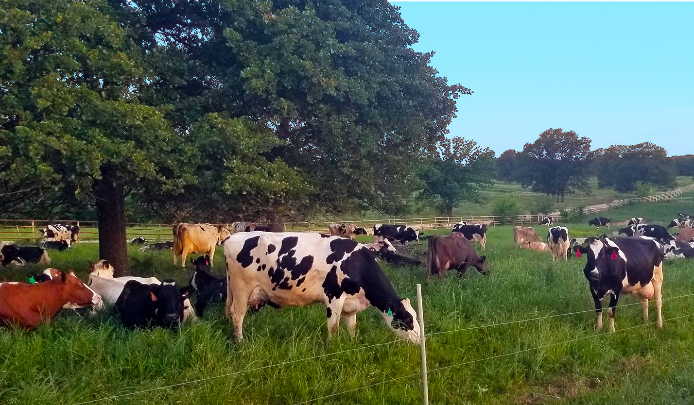happy cows in field